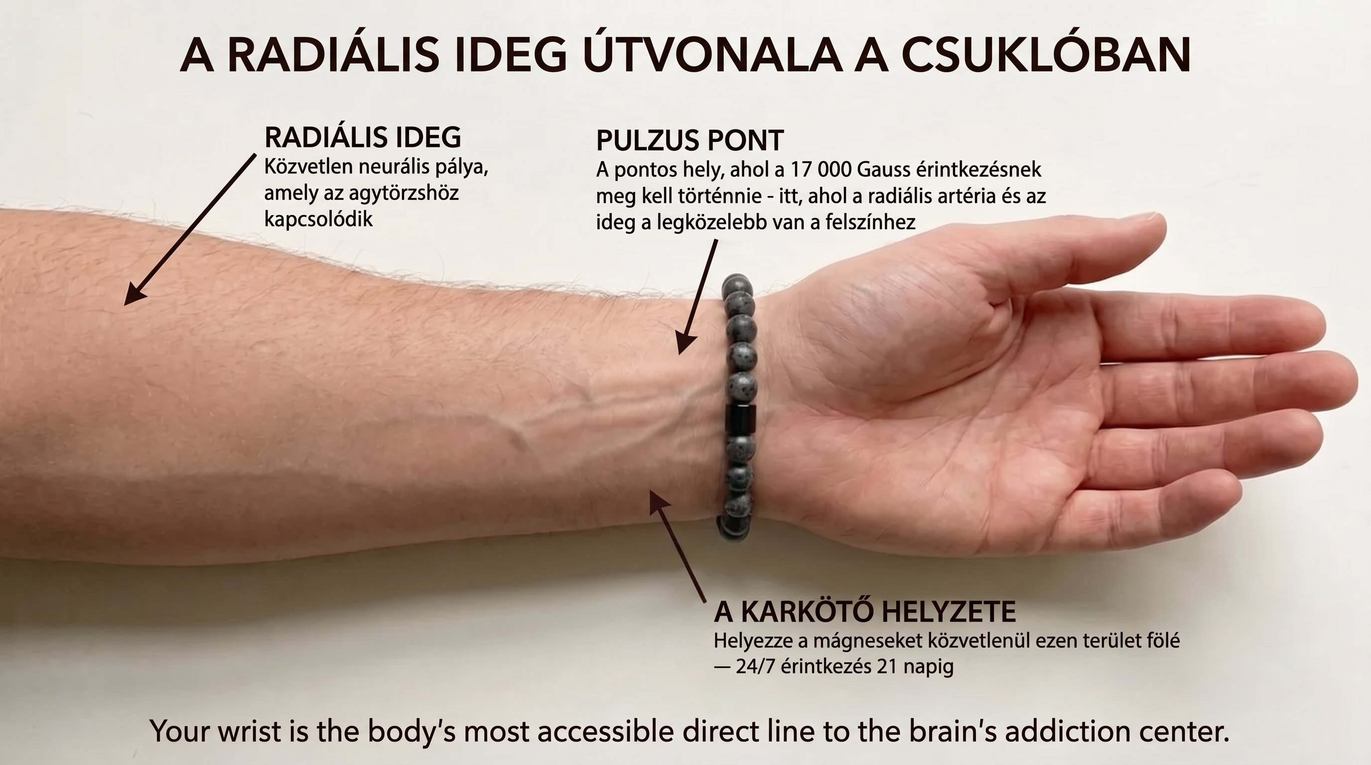 Infografika: promieniowa droga nerwowa przedramienia i miejsce bransoletki na punkcie tętna